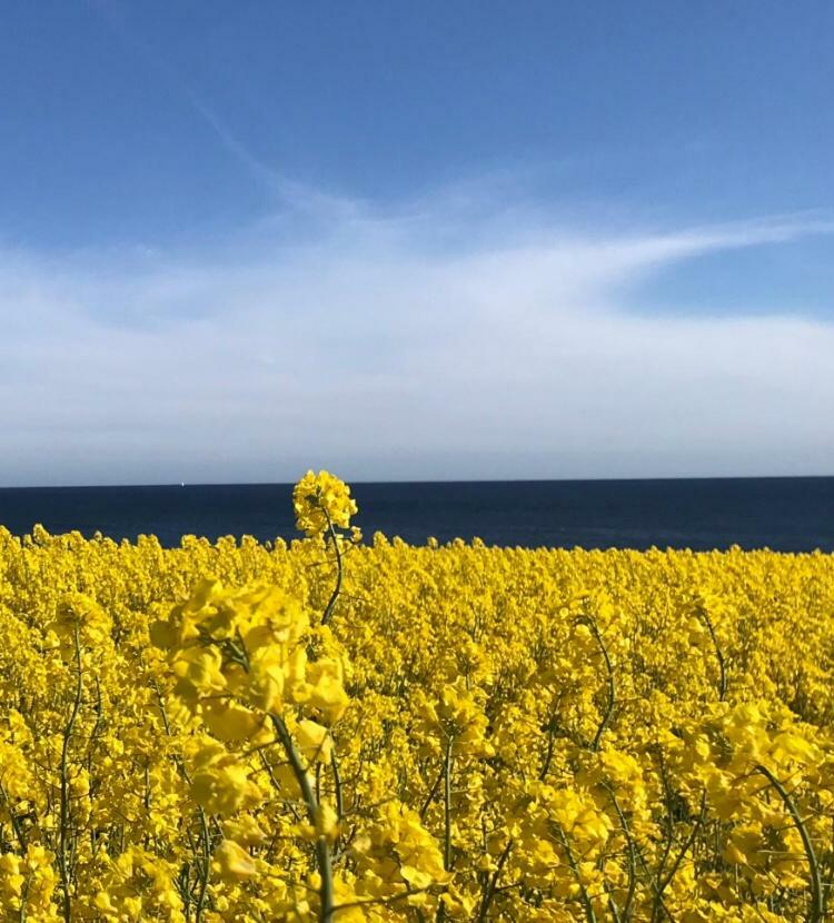 Stf Smygehuk Fyr & Logi Pansiyon Smygehamn Dış mekan fotoğraf